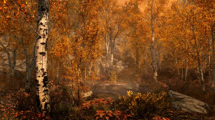 Capture d'écran du jeu vidéo The Elder Scrolls V: Skyrim Special Edition montrant une forêt automnale aux arbres à écorce blanche, dont les feuilles sont teintées de jaune et orange, entourant un petit cours d'eau au premier plan.