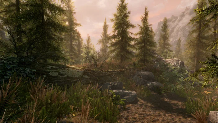 Capture d'écran de The Elder Scrolls V: Skyrim Special Edition montrant un sentier forestier bordé de conifères, de fougères et de rochers sous un ciel crépusculaire.