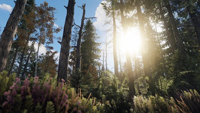 Capture d'écran du jeu Rust montrant une forêt dense avec des arbres hauts et de la végétation au premier plan sous un soleil brillant.