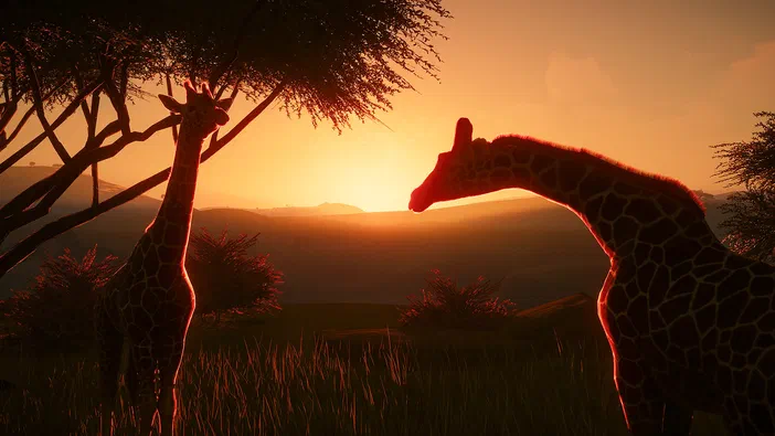 Deux girafes se font face au coucher du soleil dans un paysage de savane ensoleillé.