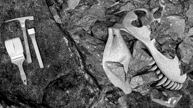 Vue en noir et blanc d'un crâne de dinosaure fossile entouré de roches, avec des outils d'archéologie à gauche.